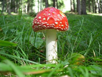 Amanita Muscaria    Funghi a Fondo in val di Non