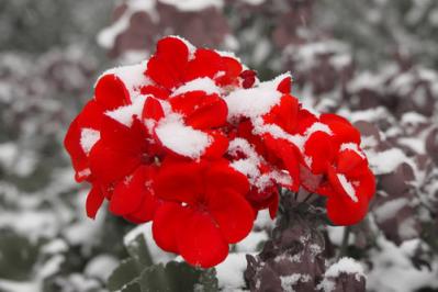 fiore nella neve