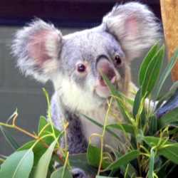 Il Koala