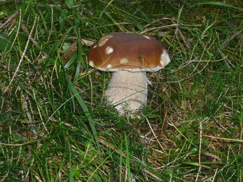 Porcino Boletus Edulis